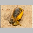 Dasypoda hirtipes - Hosenbiene w32.jpg